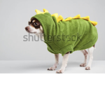 The Rex doggy group