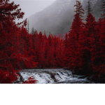 The Great Red Forest