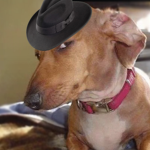 SUS DOG BOZO