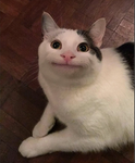 Cat Beluga Gang
