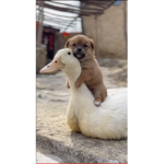 Bunny’s & duck’s