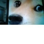 the power of King DOGE