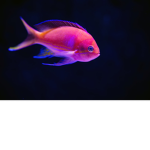 CursedFish