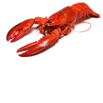 The Unholy Lobster Cult