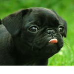 PUUUGGG