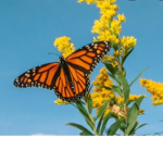 ButterflyXOXO