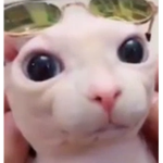 The A-Assigned B-Bin gus C-Cat