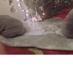 Manatee group for morgan