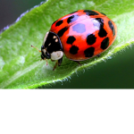 Ladybug's Kingdom