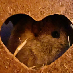 lovely obby