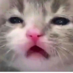 ^•ω•^ | Cat Peeps! | ^•ω•^