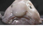 Blob Fish Game