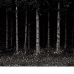 skinwalkers_woods