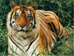 The Tiger Fighters