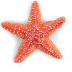 Le stelle marine