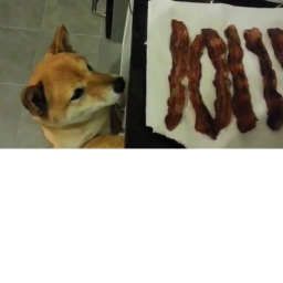 Doge runs to get bacon