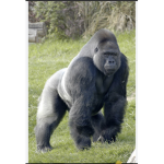 Gorilla squad 2023
