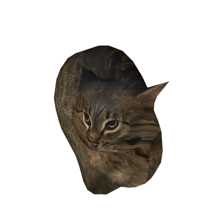 mango cat