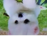 Pinkypuppy