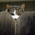 New_Cats_Spies