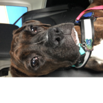 All the boxers