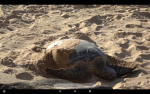#Save The Turtles