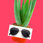 Aloe business