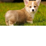 CorgiDogGang