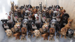 ~{The dog pack}~