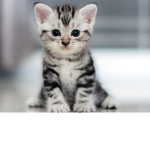 Mr.wisker