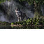 Forest Seekers Productions
