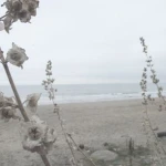 sundaze' Group Thumbnail