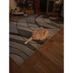 The raid of the cats