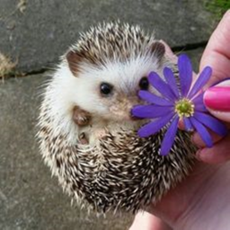 Hedgehog 🦔 Hangout