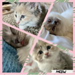 The Kitten Fans!