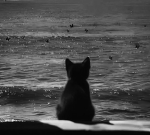 The black catss