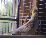 Bird.Squad