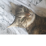 Mysteryfires