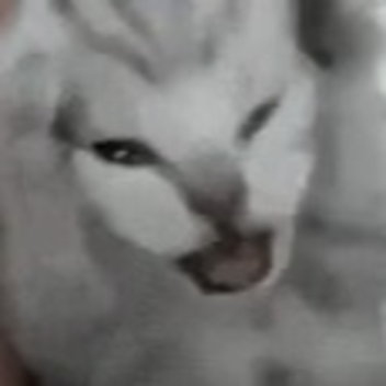 meow