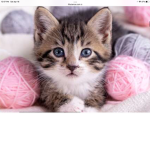 Kitten group!!!!! :D Meow!!