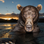 The Chosen Megafauna