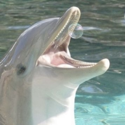 ✩࿐࿔ 🐋