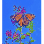 Butterfly re-united!!