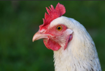 Chicken Coop E:G