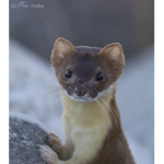 Weasel fan group