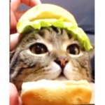 El gato hamburguesa