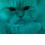 praise my cat