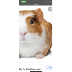 Guinea pig war