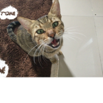 Tiger group meow