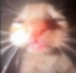 pootpoot